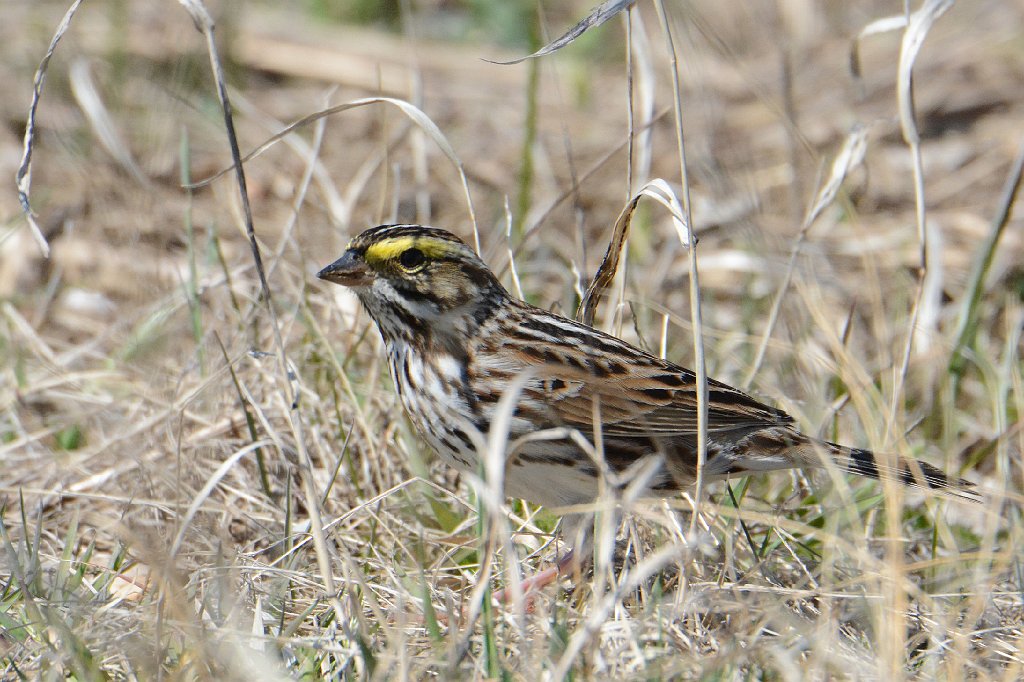 Sparrow, Savannah, 2016-04216516 Parker River NWR, MA.JPG - Savannah Sparrow. Parker River NWR, MA, 4-21-2016